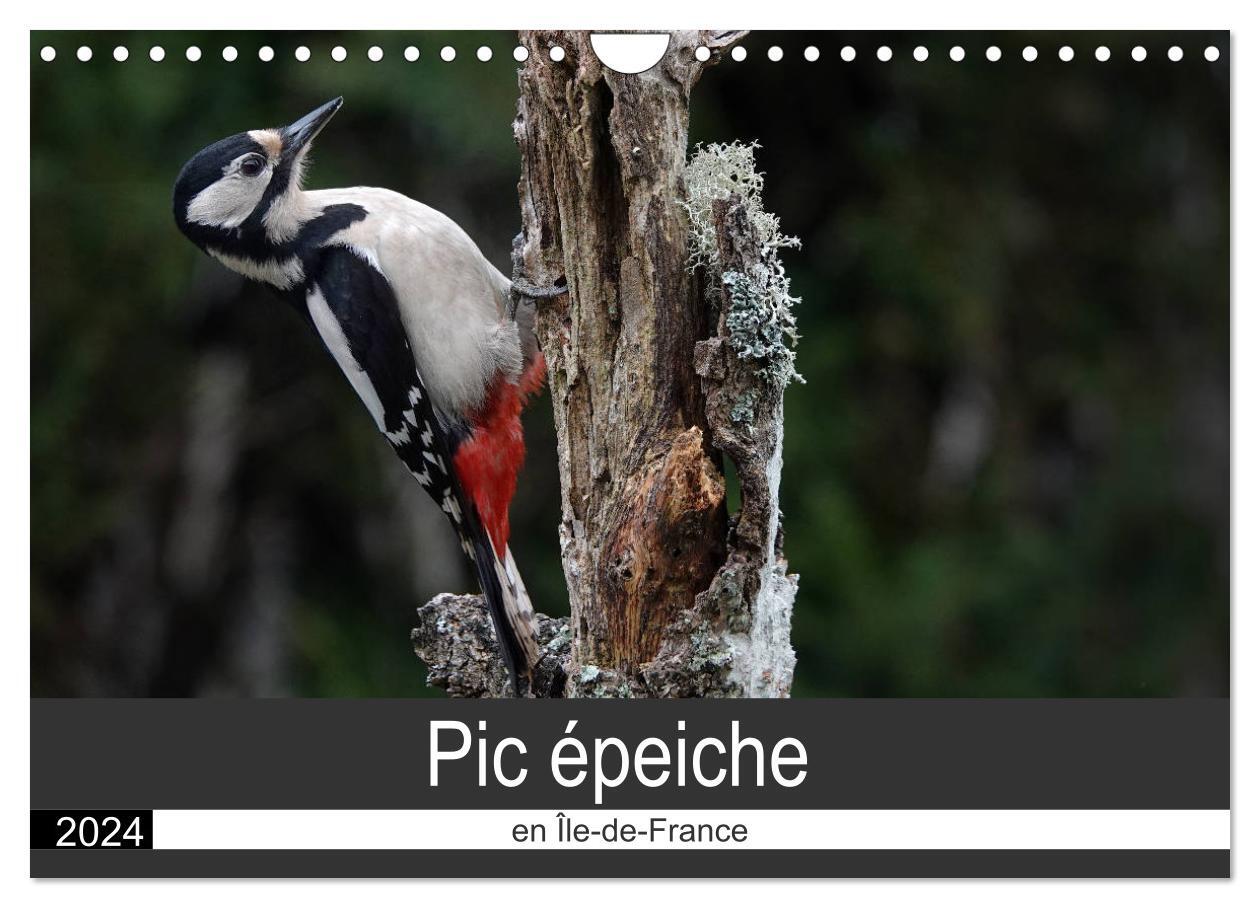 Pic épeiche en Île -de- France (Calendrier mural 2024 DIN A4 vertical), CALVENDO calendrier mensuel