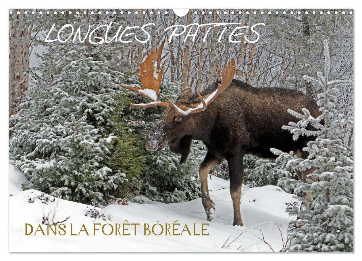 LONGUES PATTES. DANS LA FORÊT BORÉALE (Calendrier mural 2024 DIN A3 vertical), CALVENDO calendrier mensuel