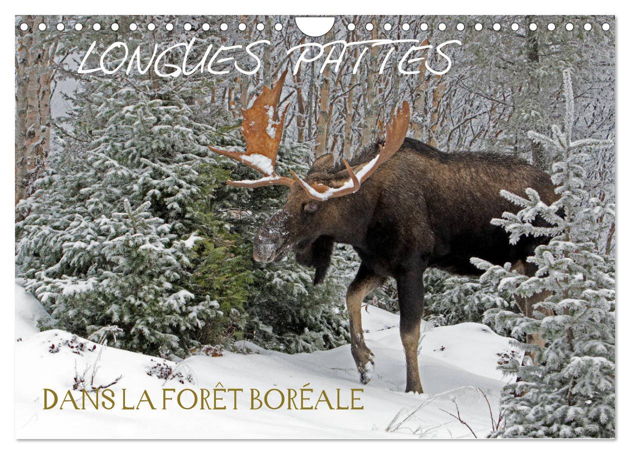 LONGUES PATTES. DANS LA FORÊT BORÉALE (Calendrier mural 2024 DIN A4 vertical), CALVENDO calendrier mensuel