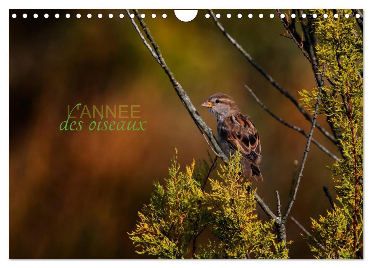 L'année des oiseaux (Calendrier mural 2024 DIN A4 vertical), CALVENDO calendrier mensuel