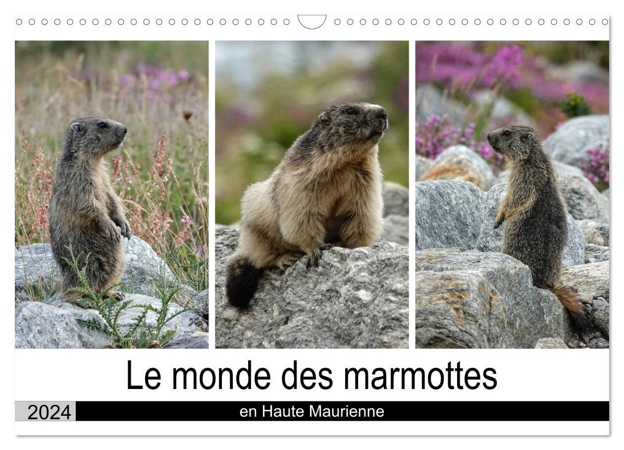 Le monde des marmottes en Haute Maurienne (Calendrier mural 2024 DIN A3 vertical), CALVENDO calendrier mensuel