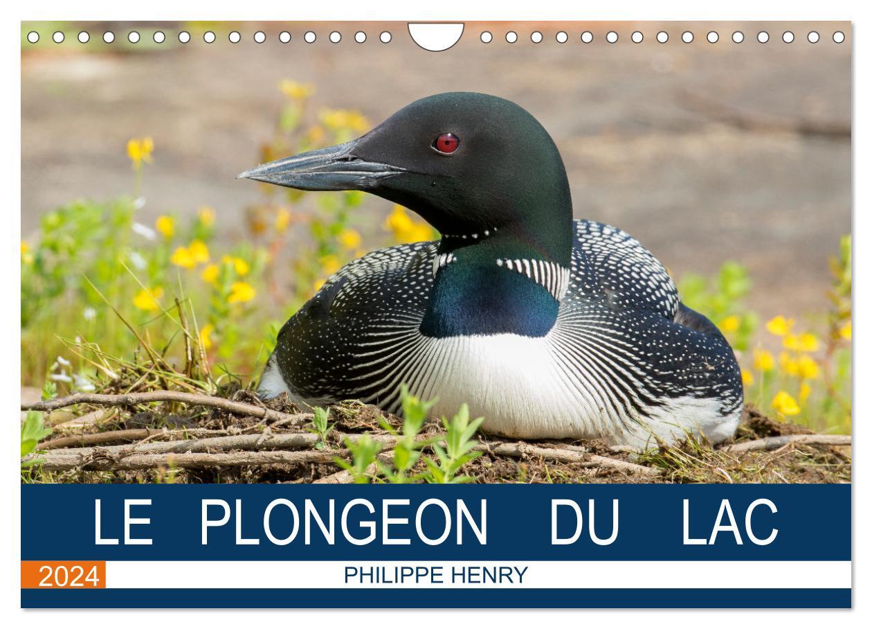 LE PLONGEON DU LAC (Calendrier mural 2024 DIN A4 vertical), CALVENDO calendrier mensuel