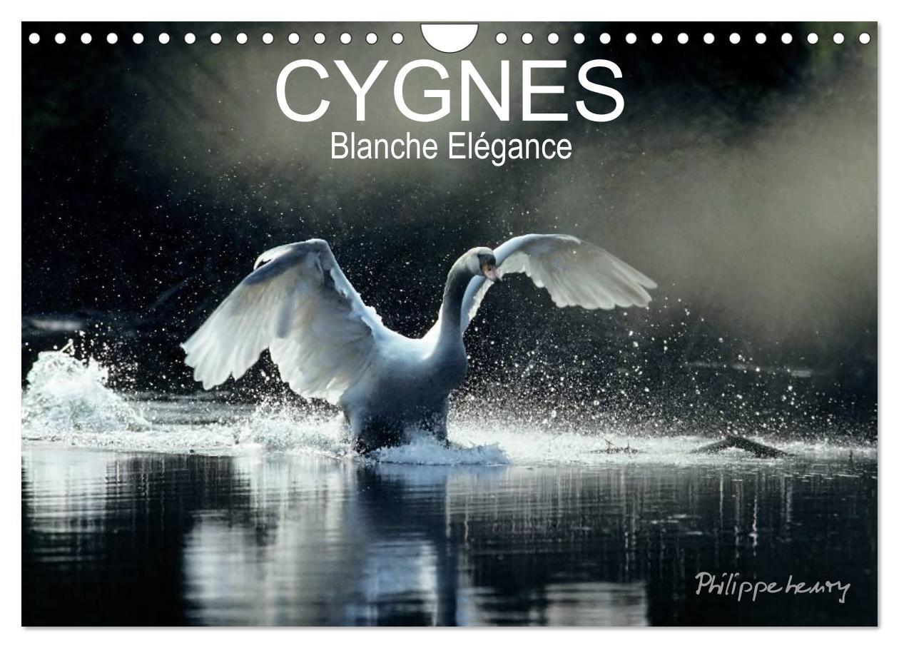 CYGNES. Blanche Elégance (Calendrier mural 2024 DIN A4 vertical), CALVENDO calendrier mensuel