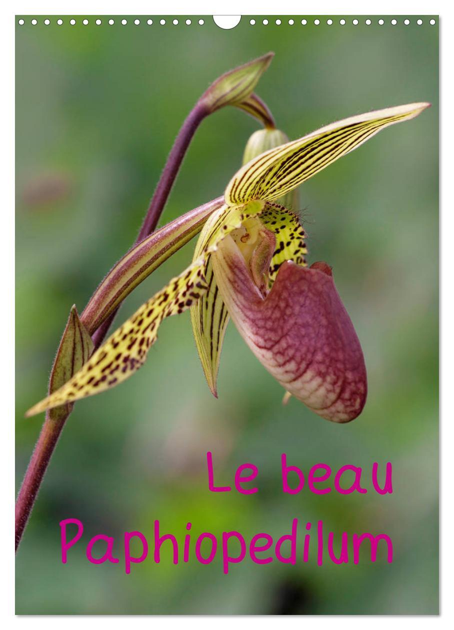 Le beau Paphiopedilum (Calendrier mural 2024 DIN A3 horizontal), CALVENDO calendrier mensuel
