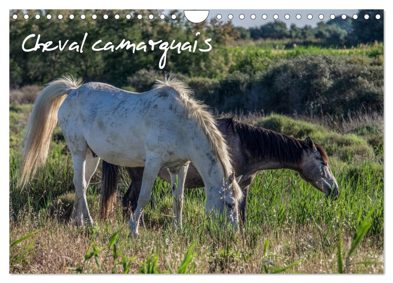 Cheval camarguais (Calendrier mural 2024 DIN A4 vertical), CALVENDO calendrier mensuel