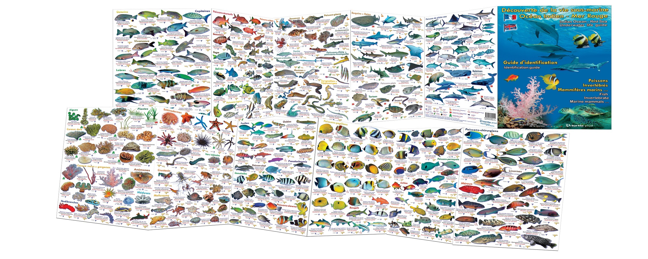 Découverte de la vie sous-marine mer rouge