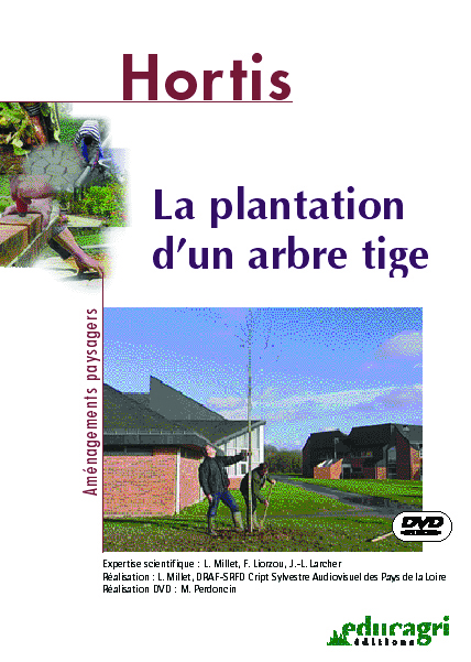 Plantation d'un arbre tige