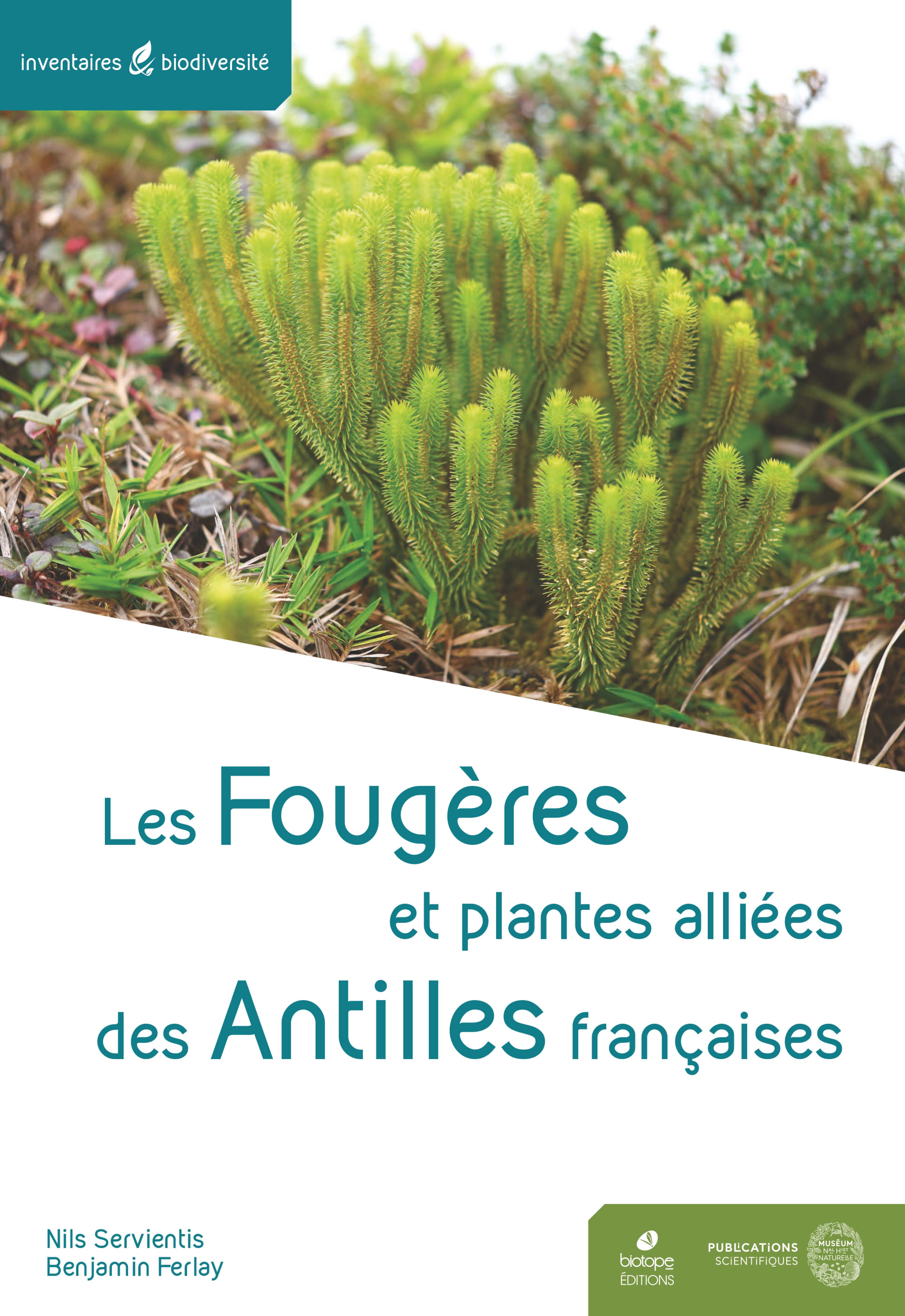 Les Fougères et plantes alliées des Antilles françaises