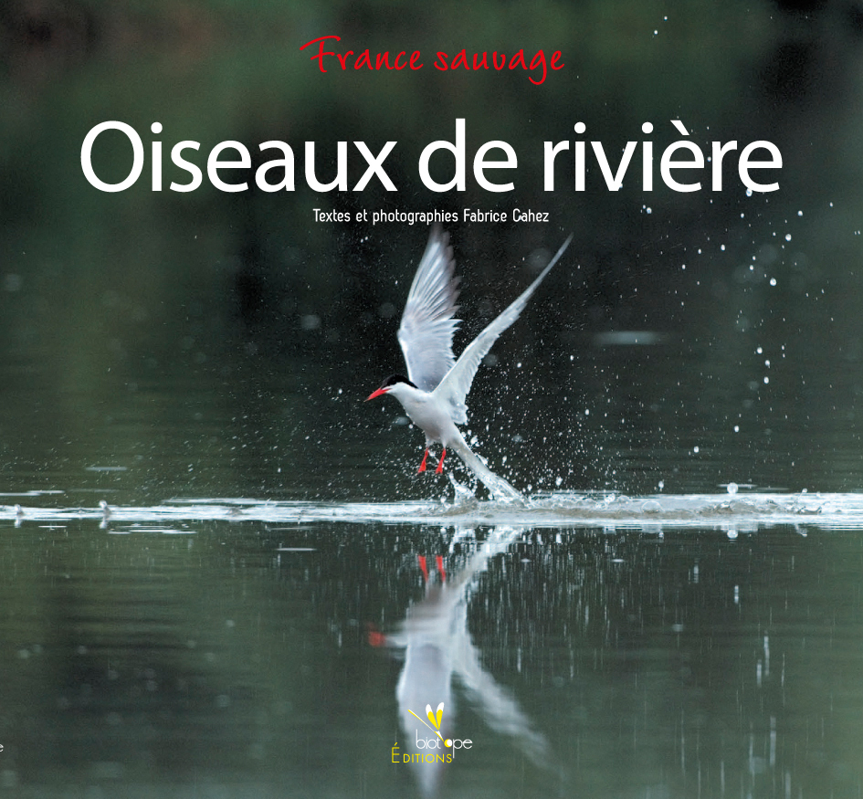 OISEAUX DE RIVIERE
