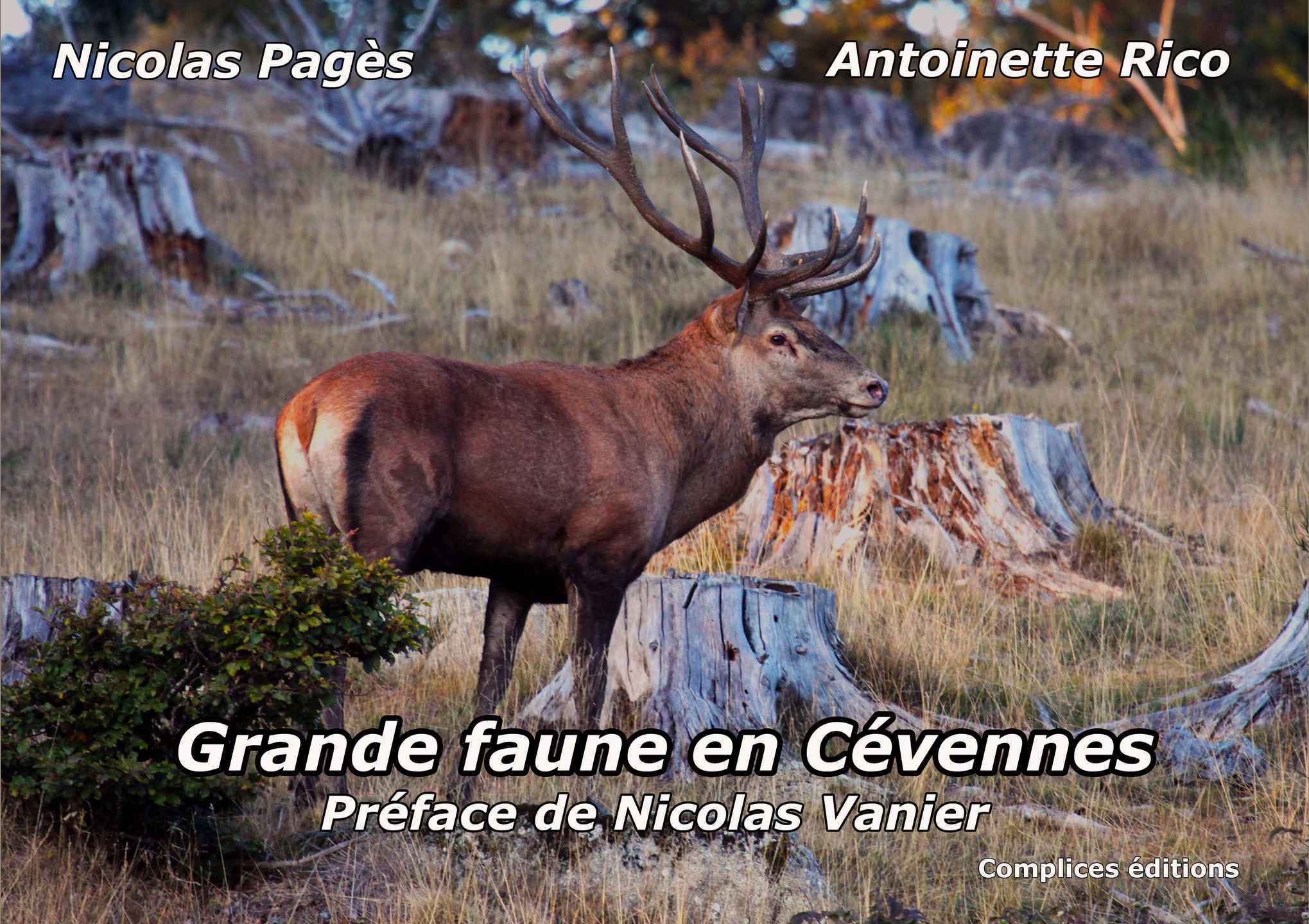 Grande faune en Cévennes