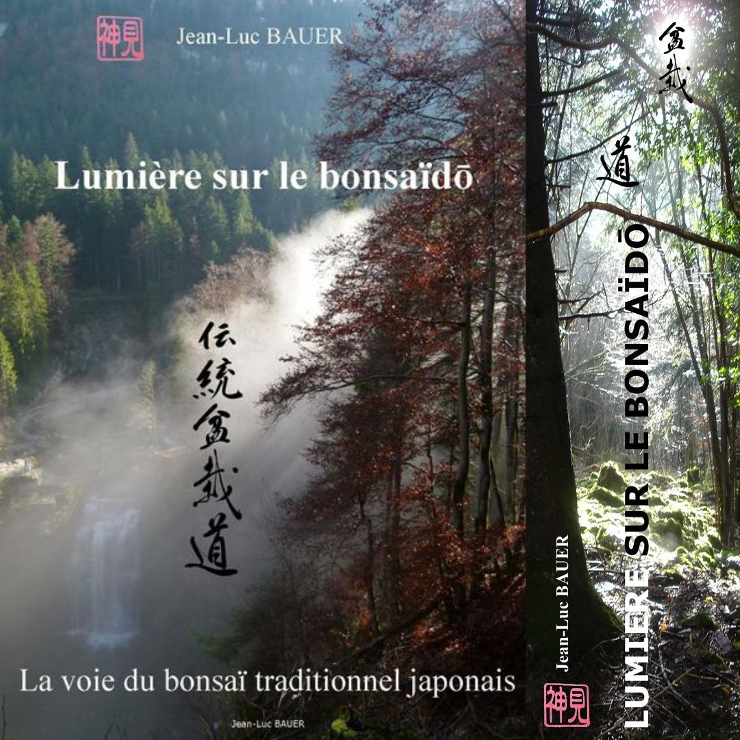 LUMIERE SUR LE BONSAÏDO