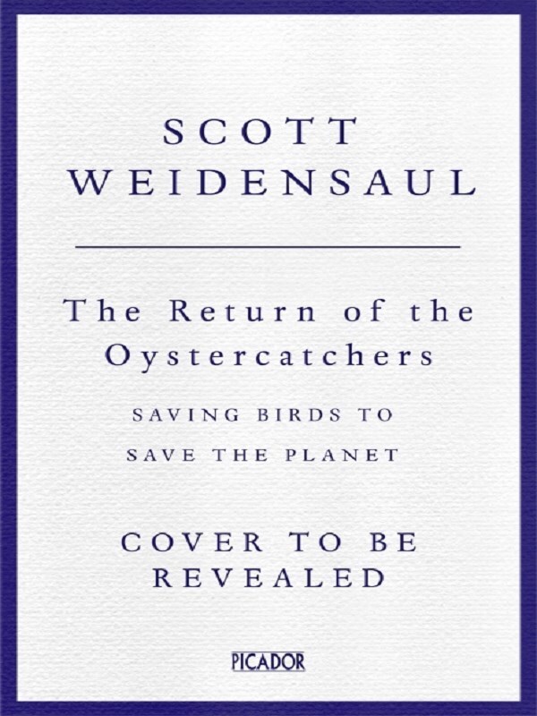 The Return of the Oystercatcher, The