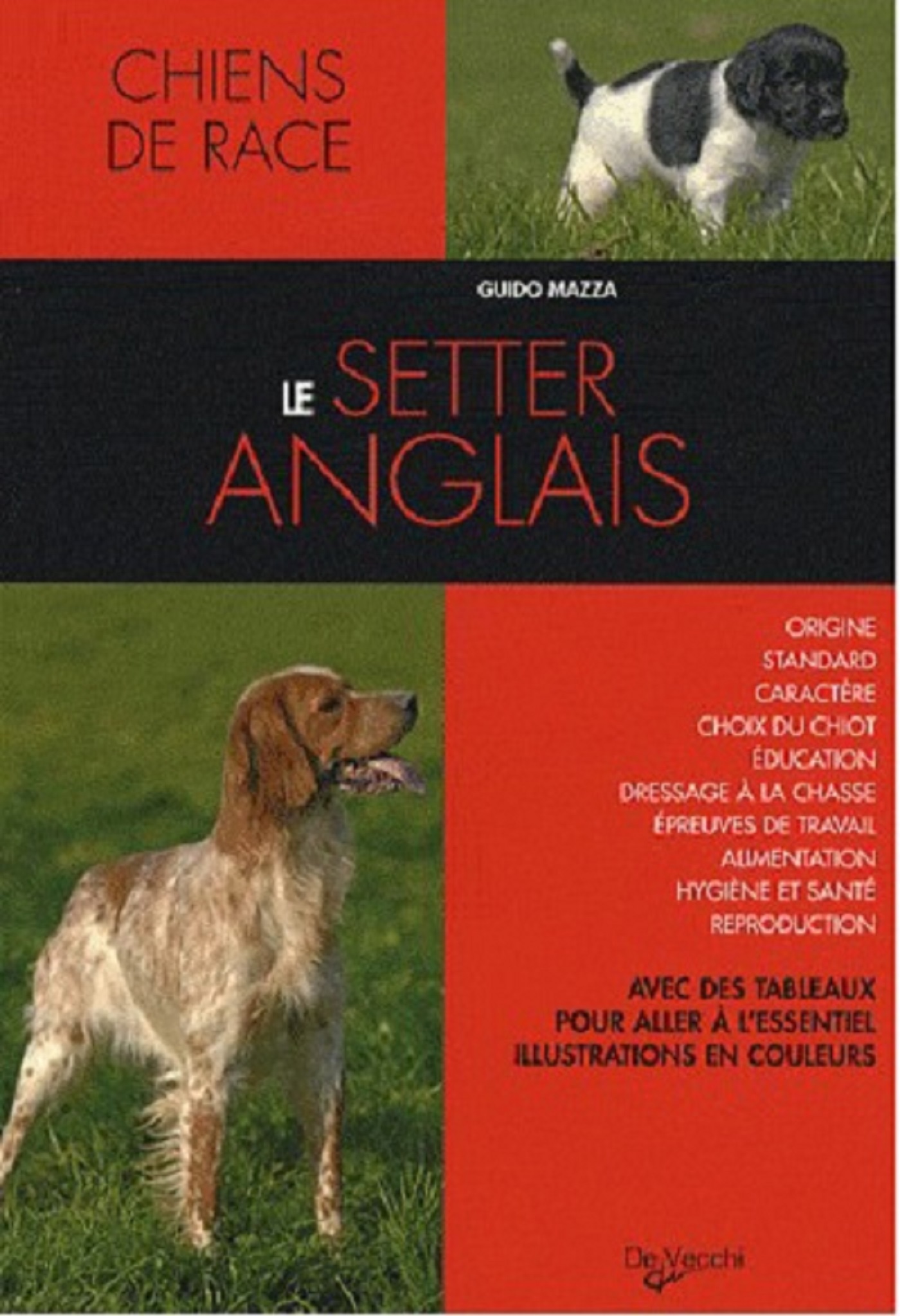 SETTER ANGLAIS
