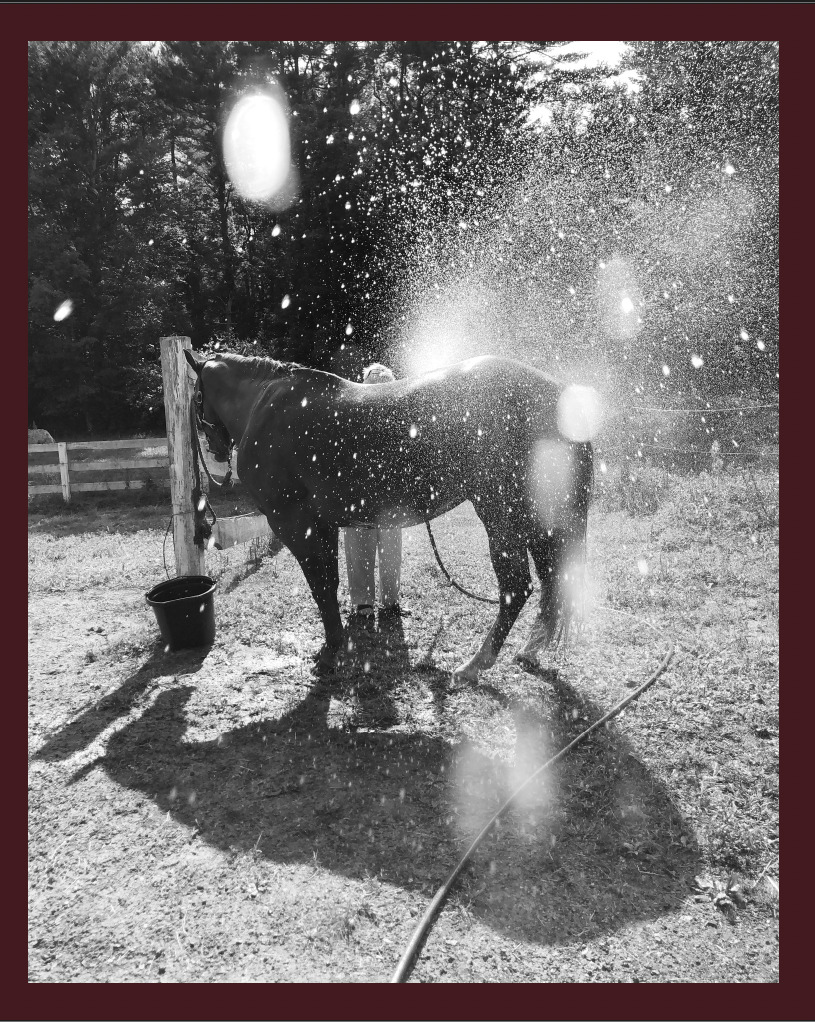 Calling the Bird Home