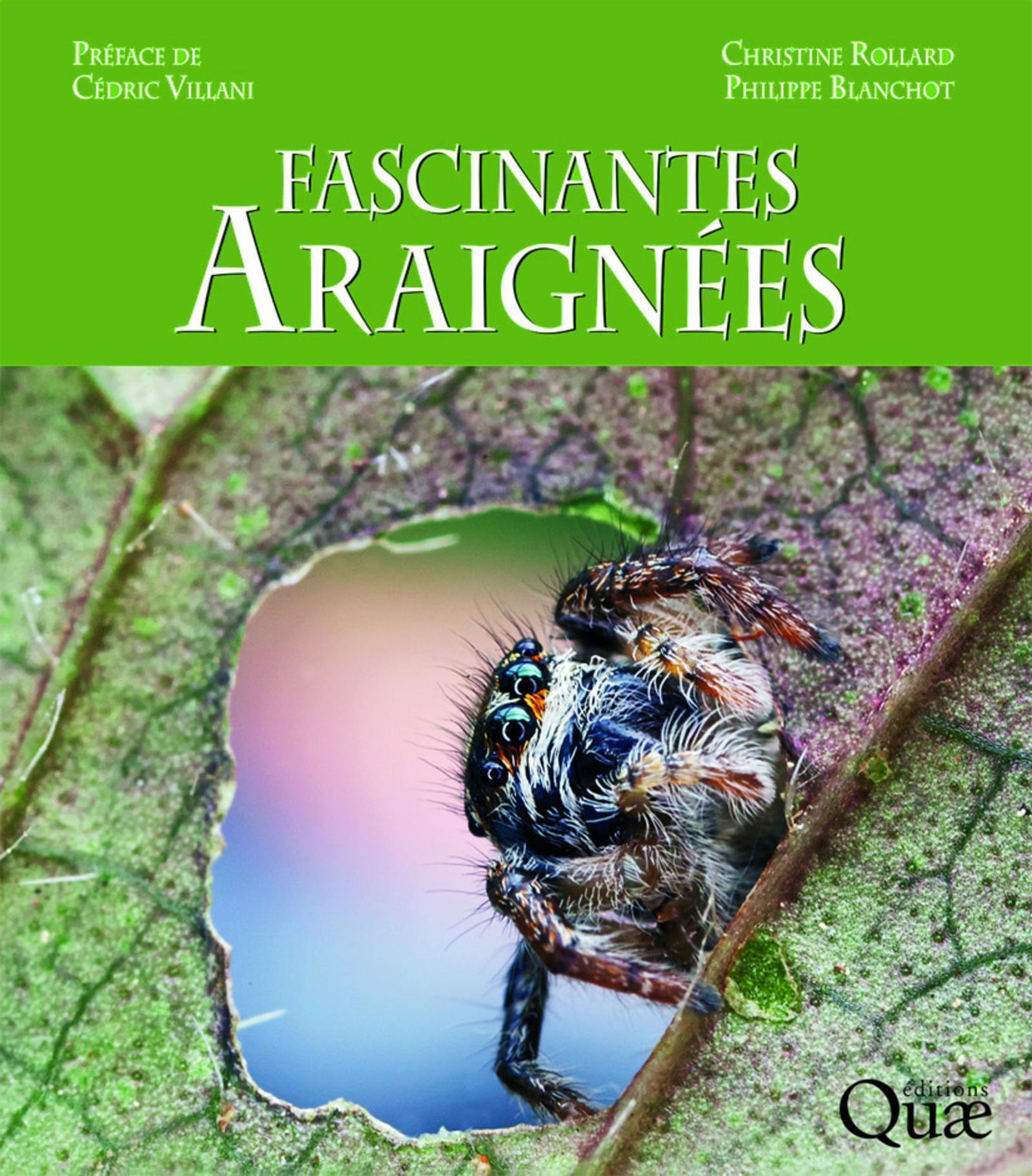 Fascinantes araignées