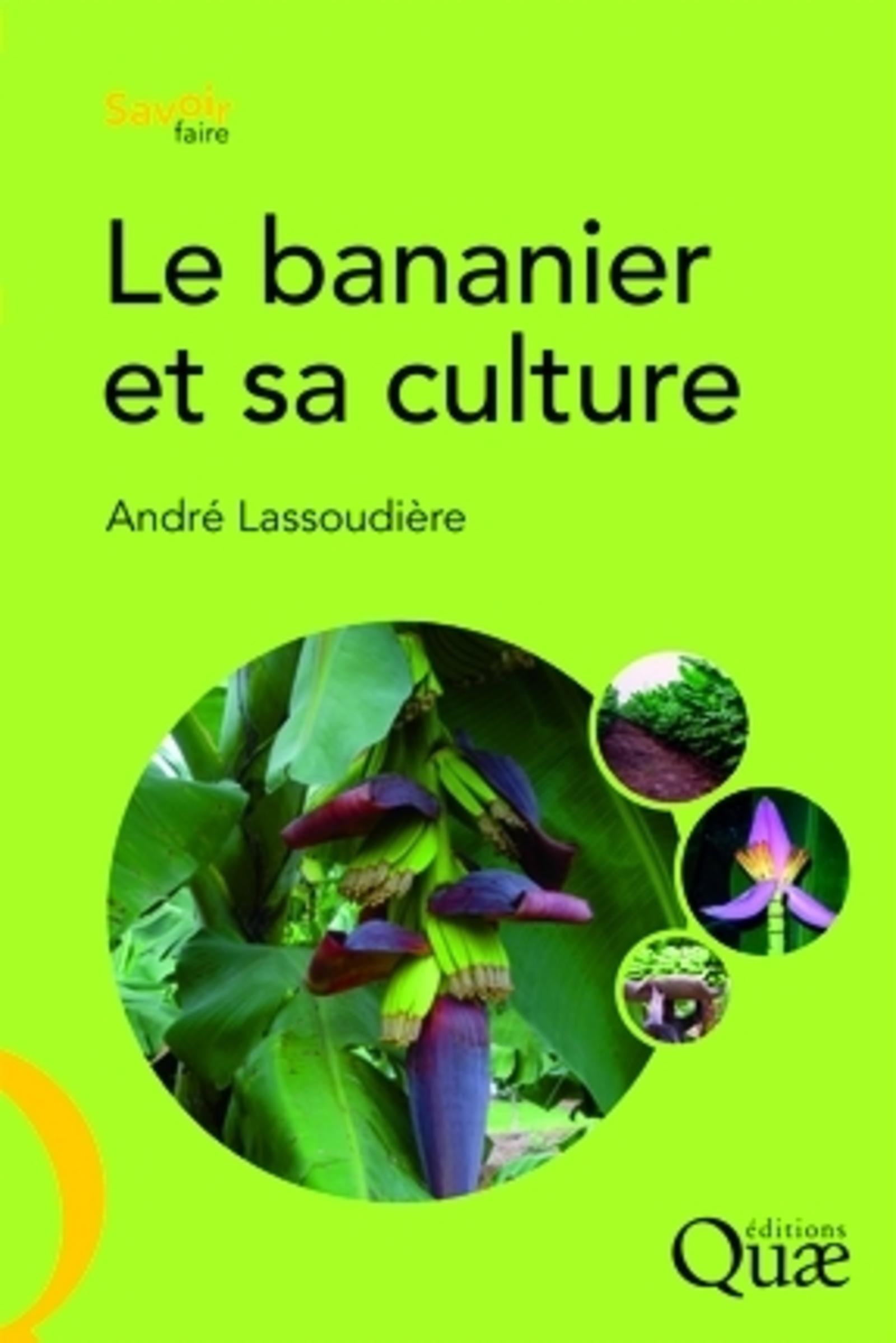 Le bananier et sa culture