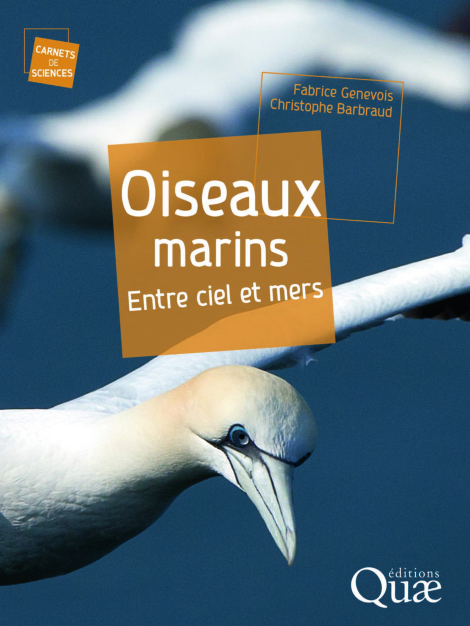 Oiseaux marins