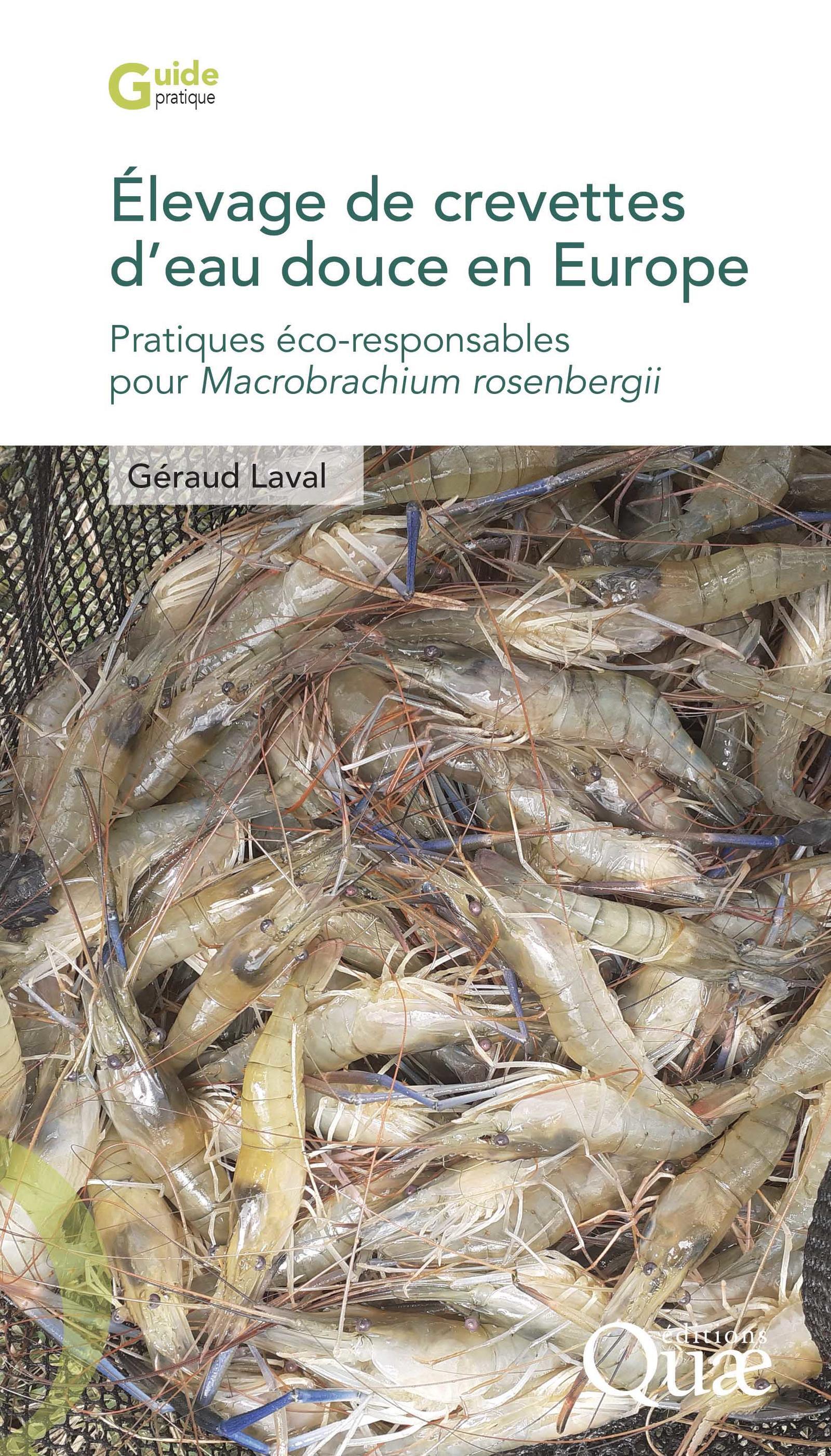 Élevage de crevettes d'eau douce en Europe