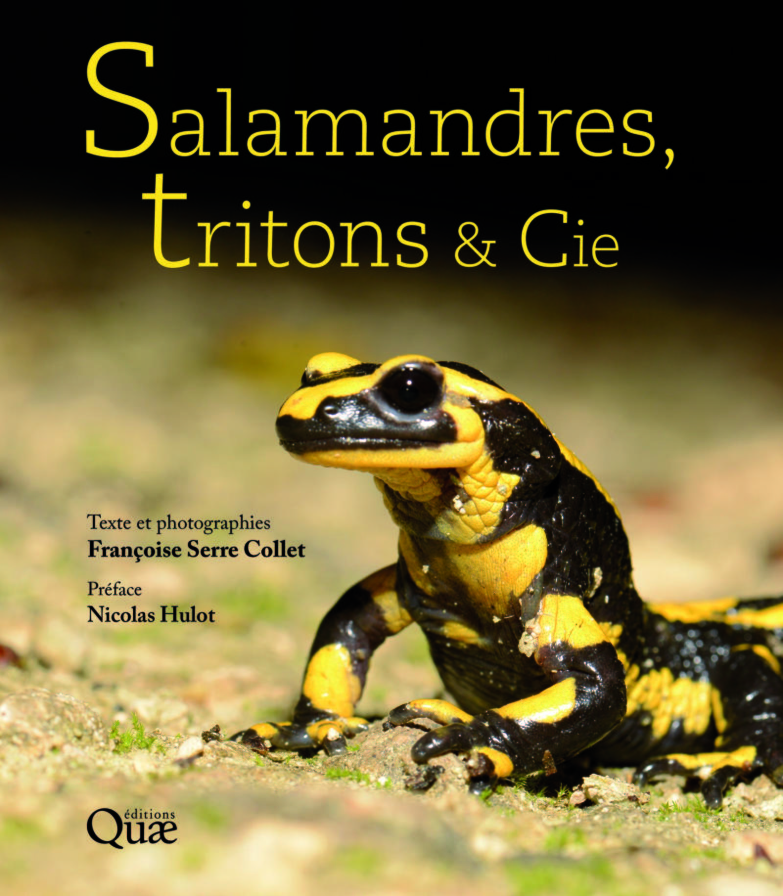 Salamandres, tritons et Cie