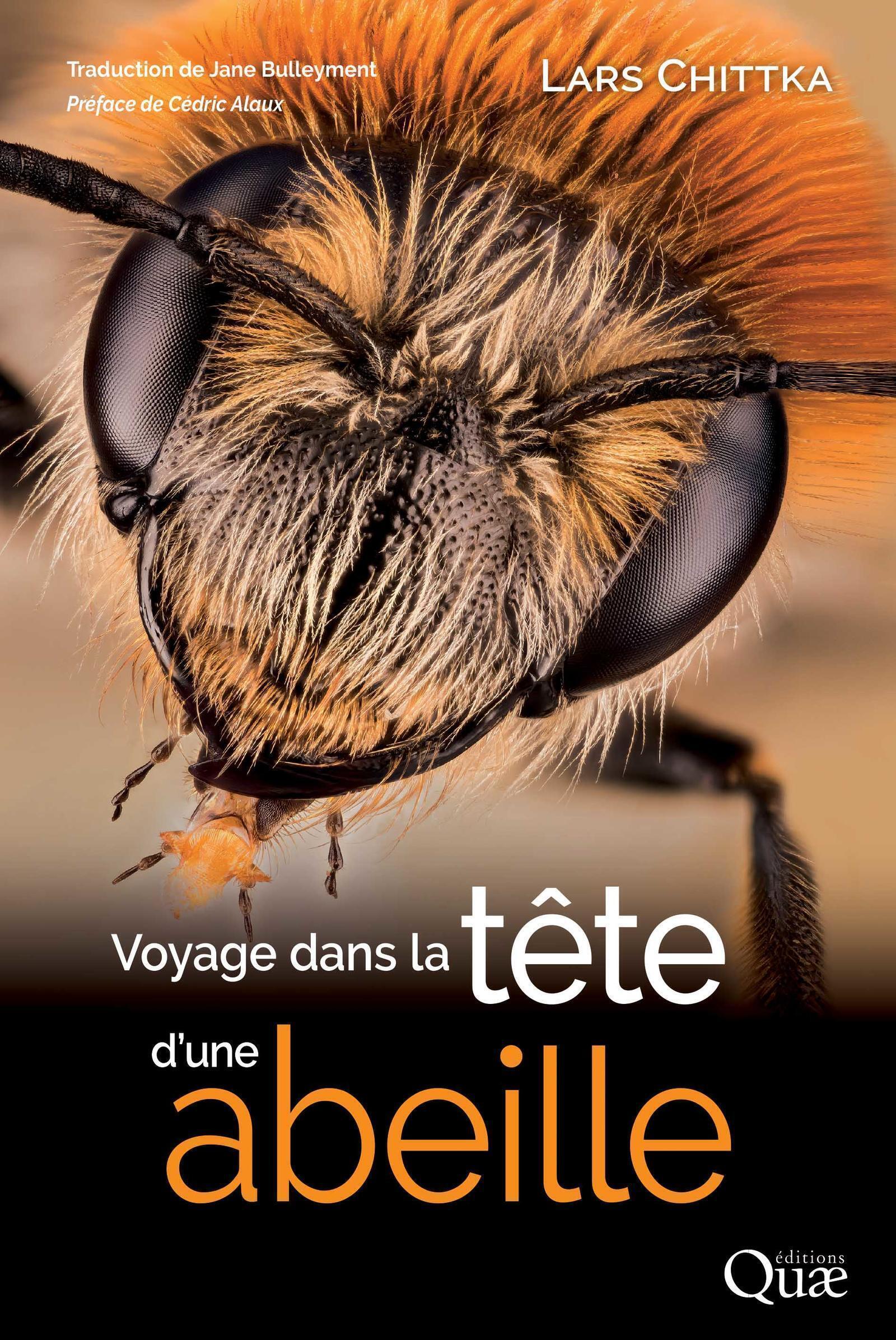 Voyage dans la tête d'une abeille