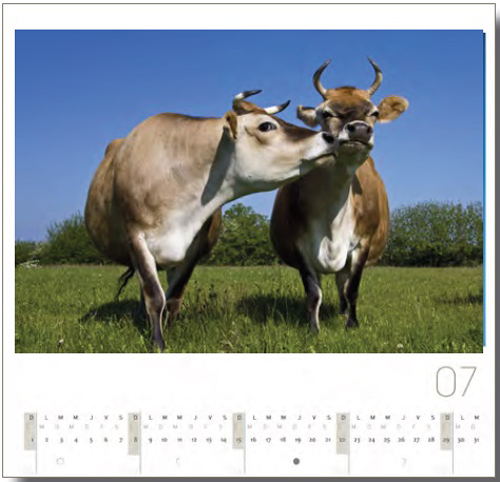 CALENDRIER 2014 FOUS DE VACHES