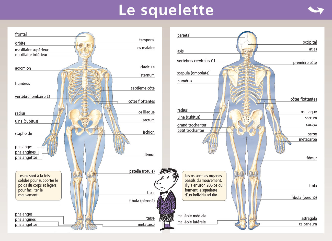 07.SQUELETTE/MUSCLES - MINI POSTER LE PETIT NICOLAS
