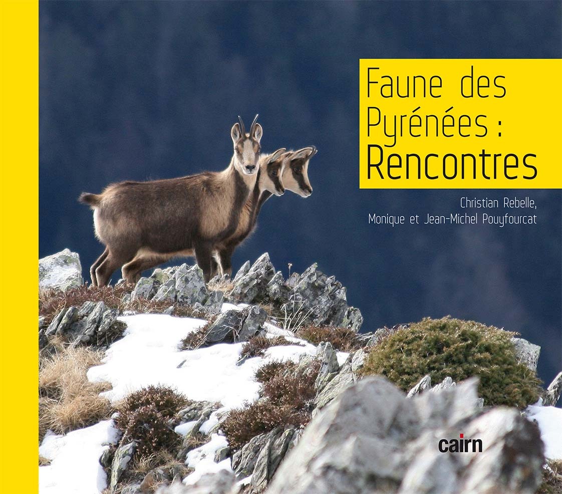 Faune des Pyrénées : rencontres