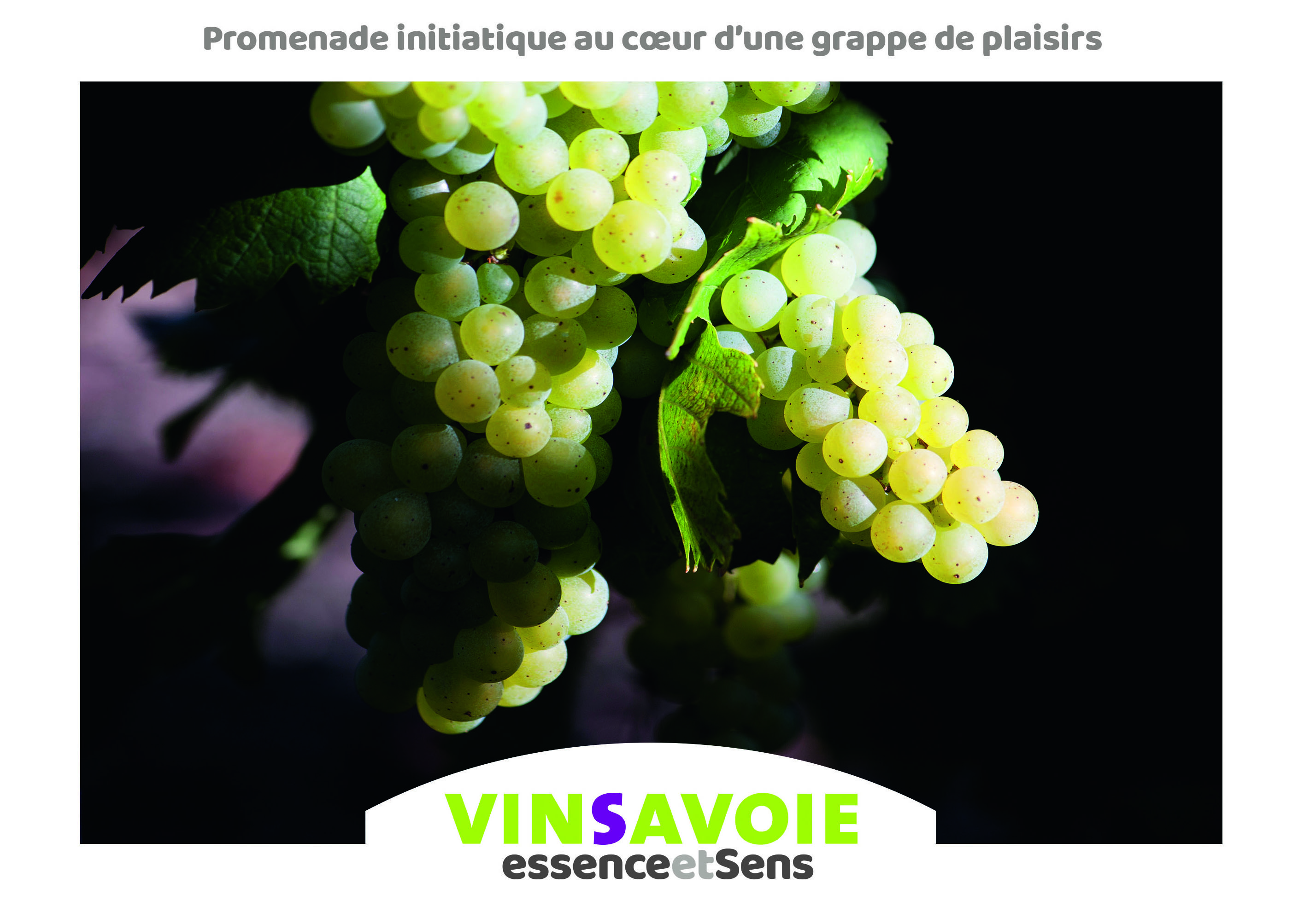 VinSavoie, essence et sens