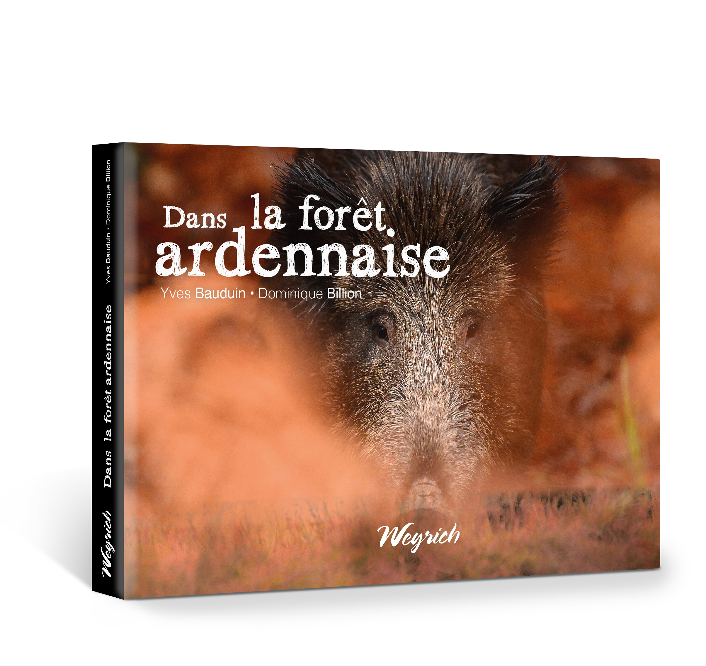 Dans la forêt ardennaise