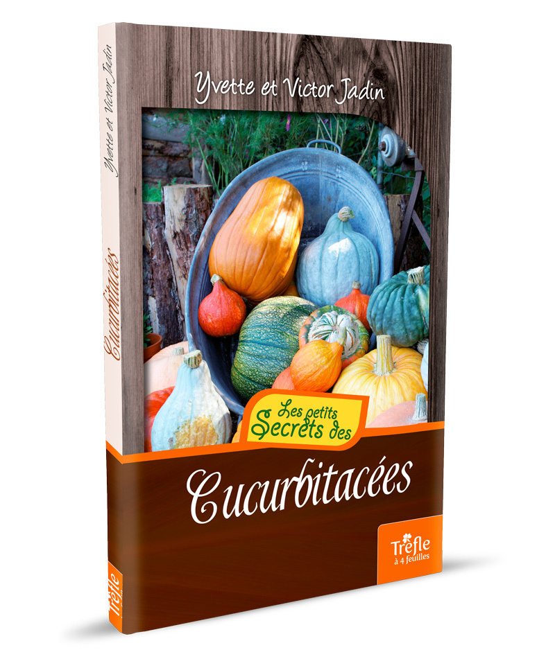 CUCURBITACEES (CONCOMBRE, COURGE, COLOQUINTE)