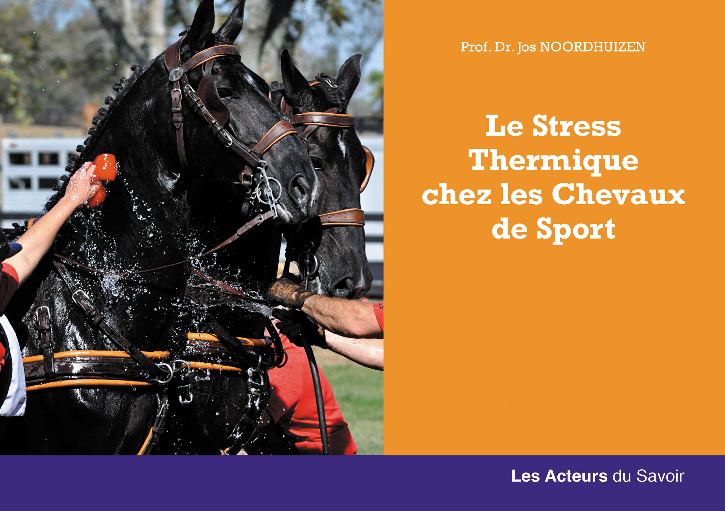 Le stress thermique chez les chevaux de sport - le guide pratique pour comprendre et gérer le problème