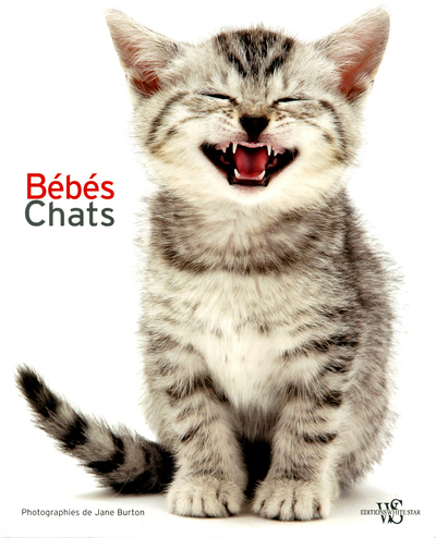 Bébés chats