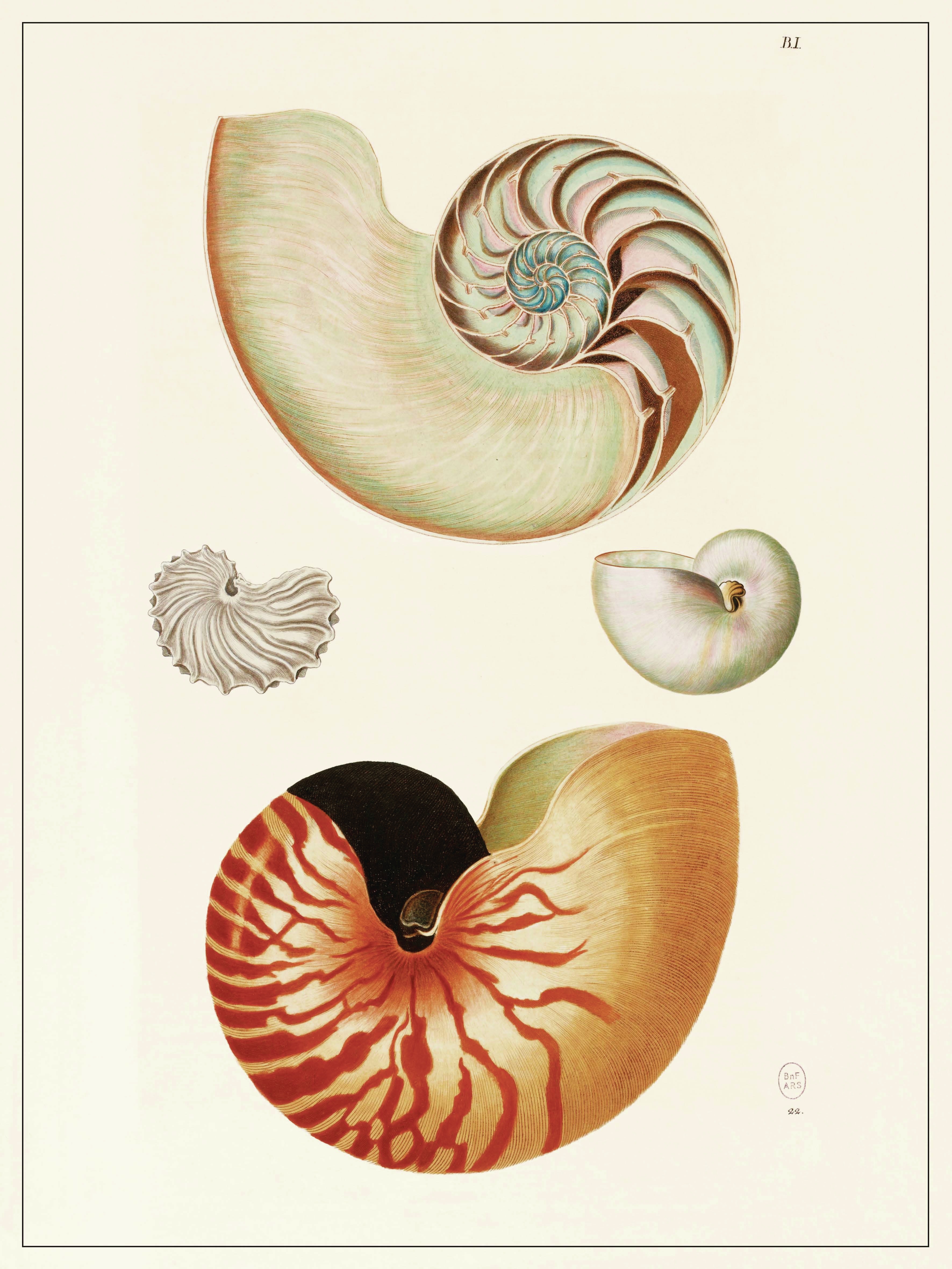 Planche Coquillages 2