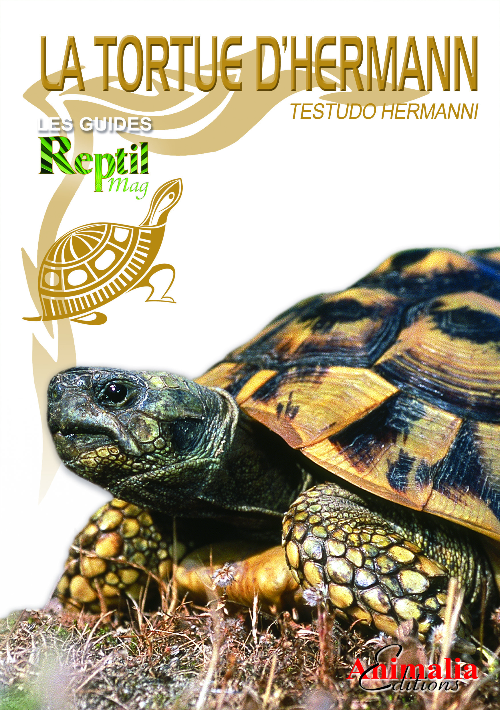 La tortue d'Hermann orientale - Testudo Hermanni Boettgeri