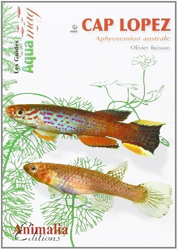 Le cap Lopez - Aphyosemion australe