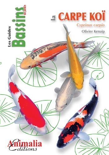 La carpe koï - Cyprinus carpio