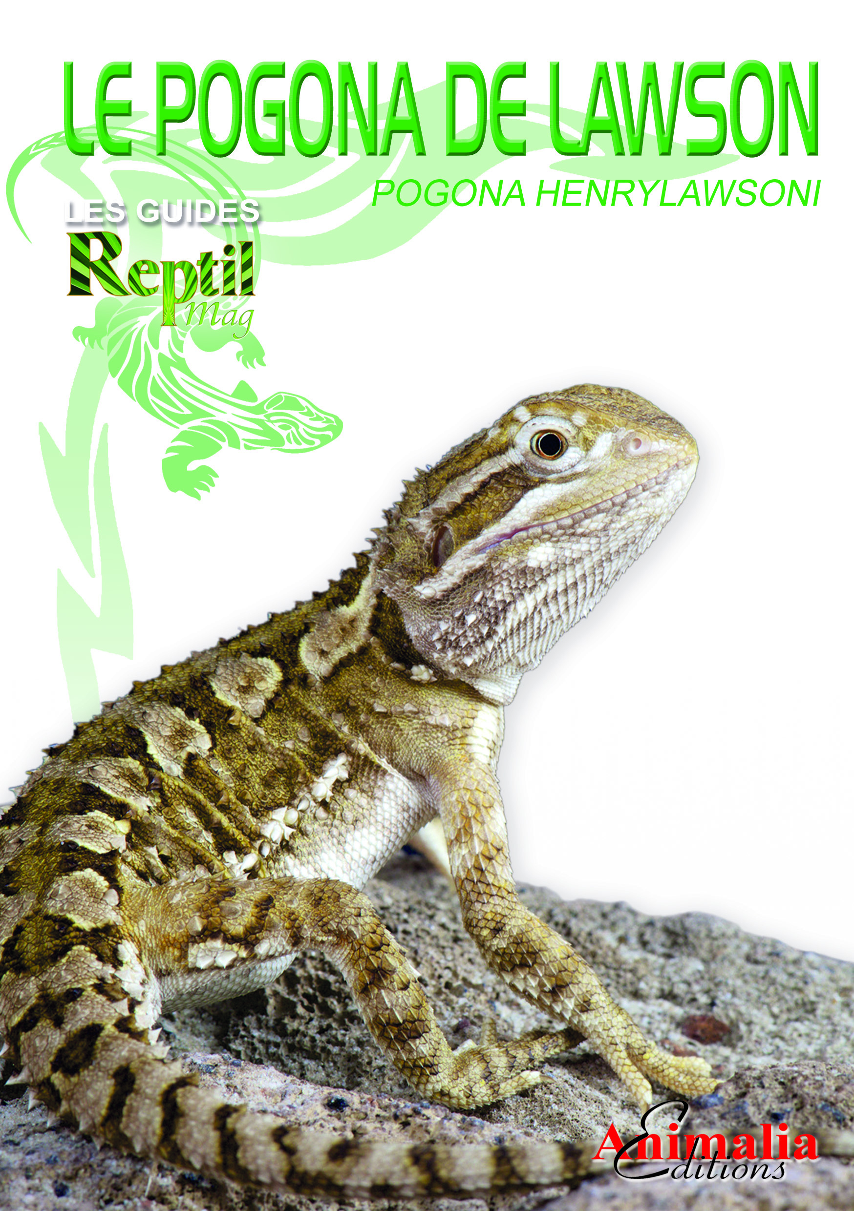 Le pogona de Lawson - Pogona henrylawsoni