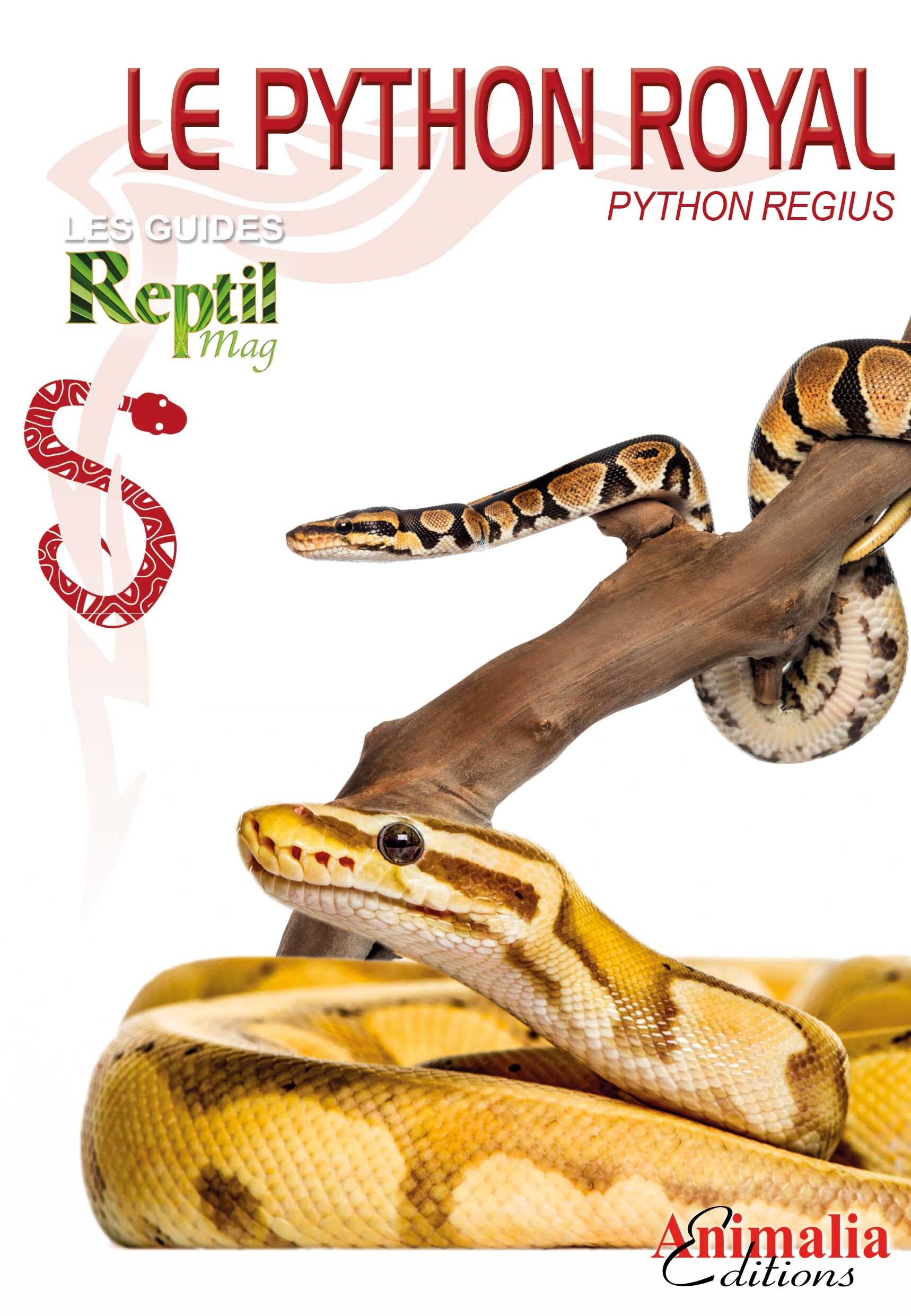 Le python royal - Python regius