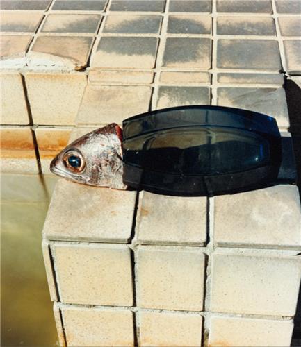 Naohiro Harada Tokyo Fishgraphs /anglais