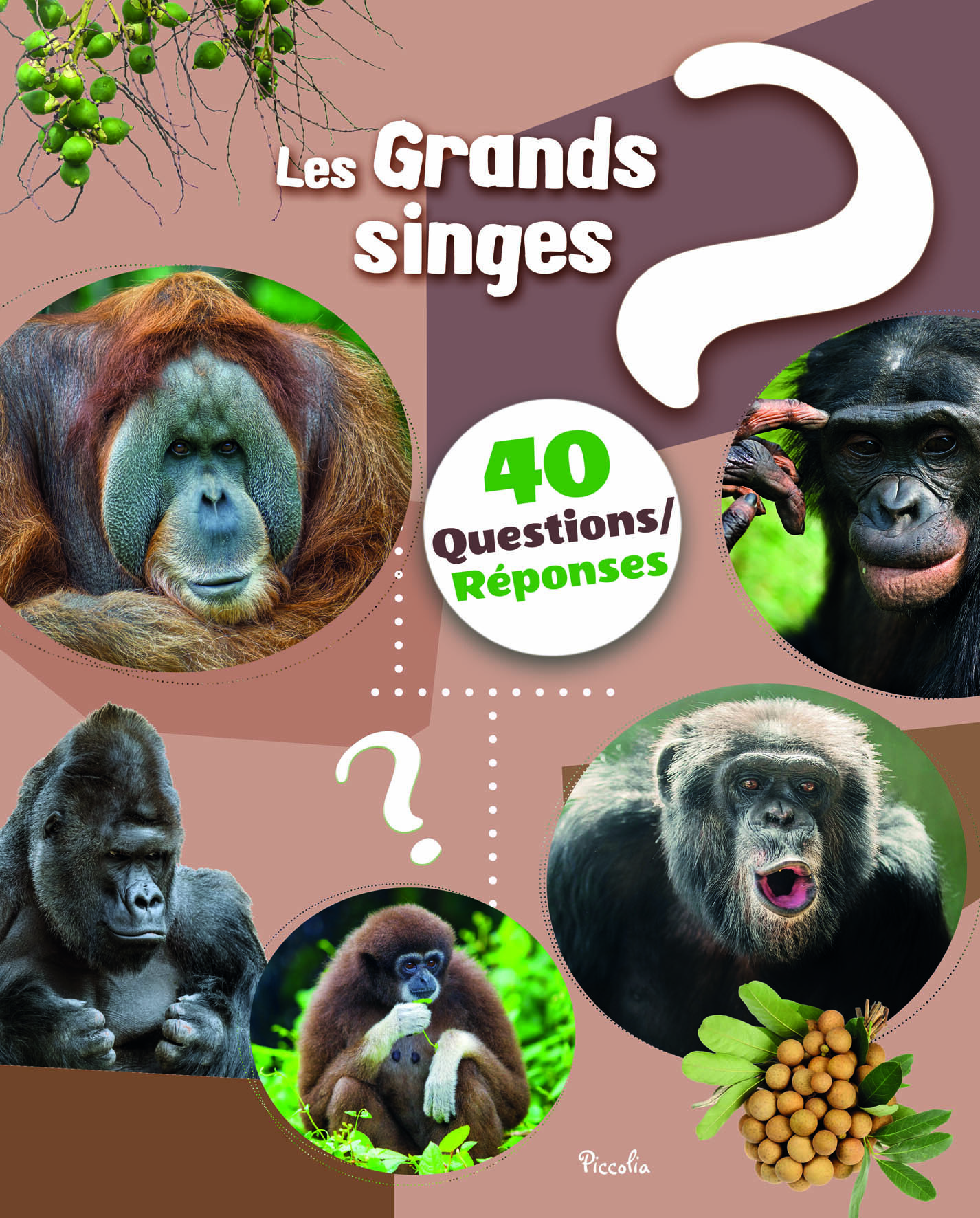 Les grands singes - 40 questions / réponses 
