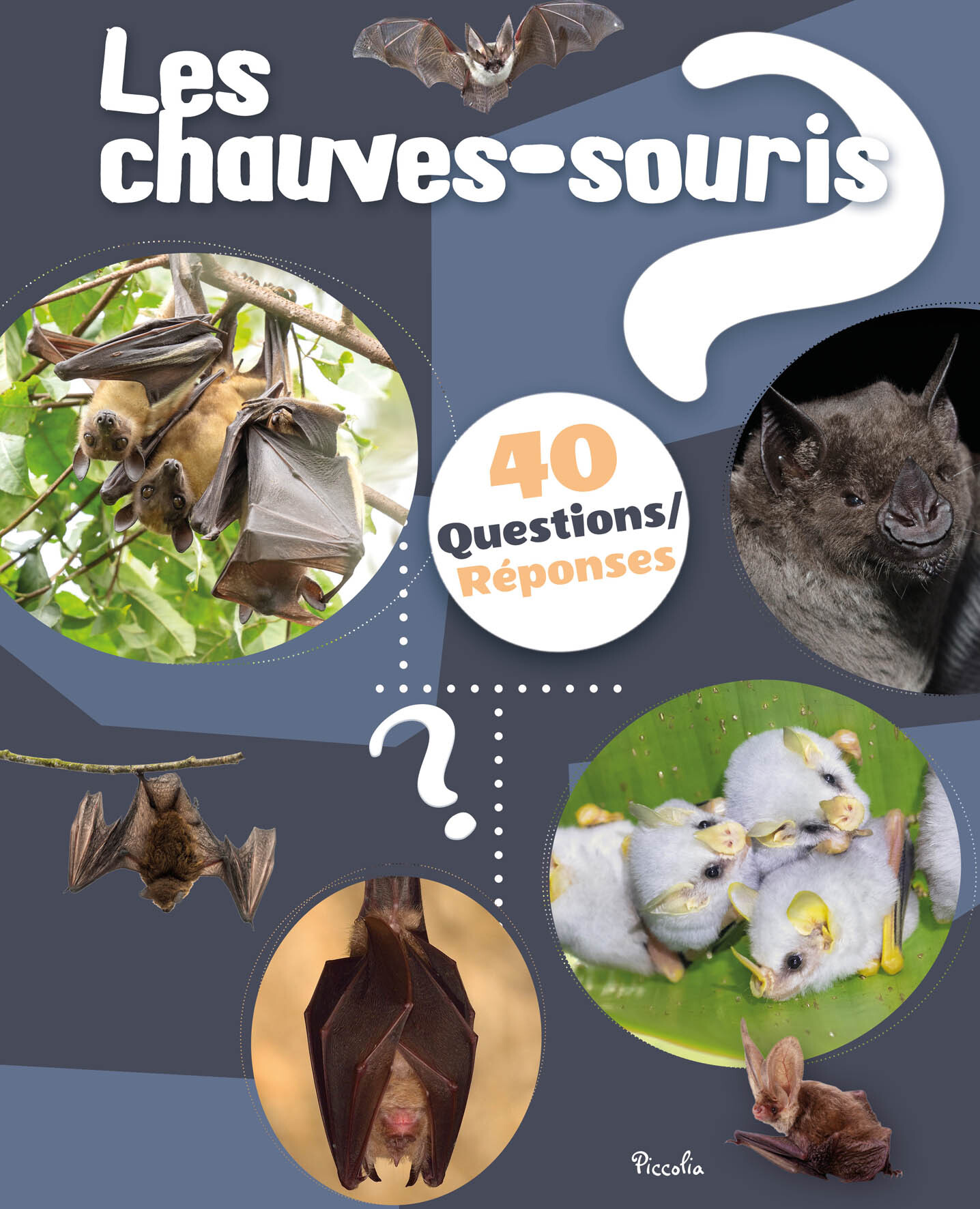 Les chauves souris - 40 questions/réponses
