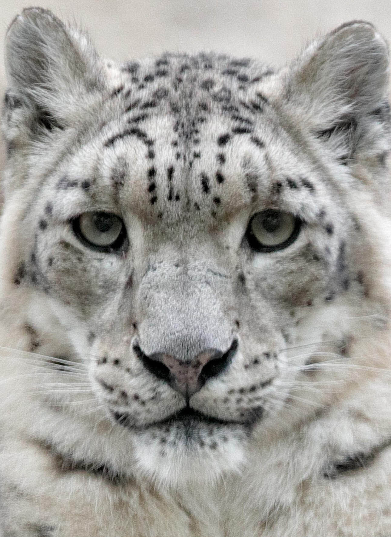 Panthère des neiges