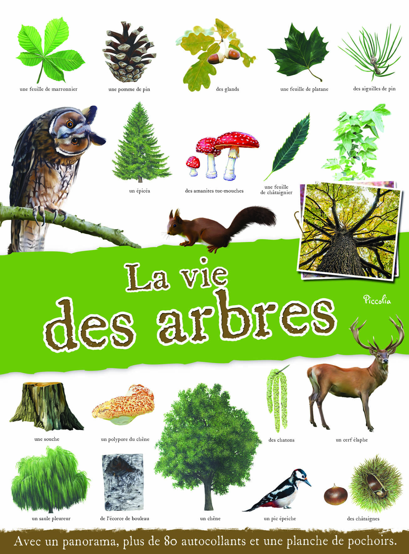 La vie des arbres