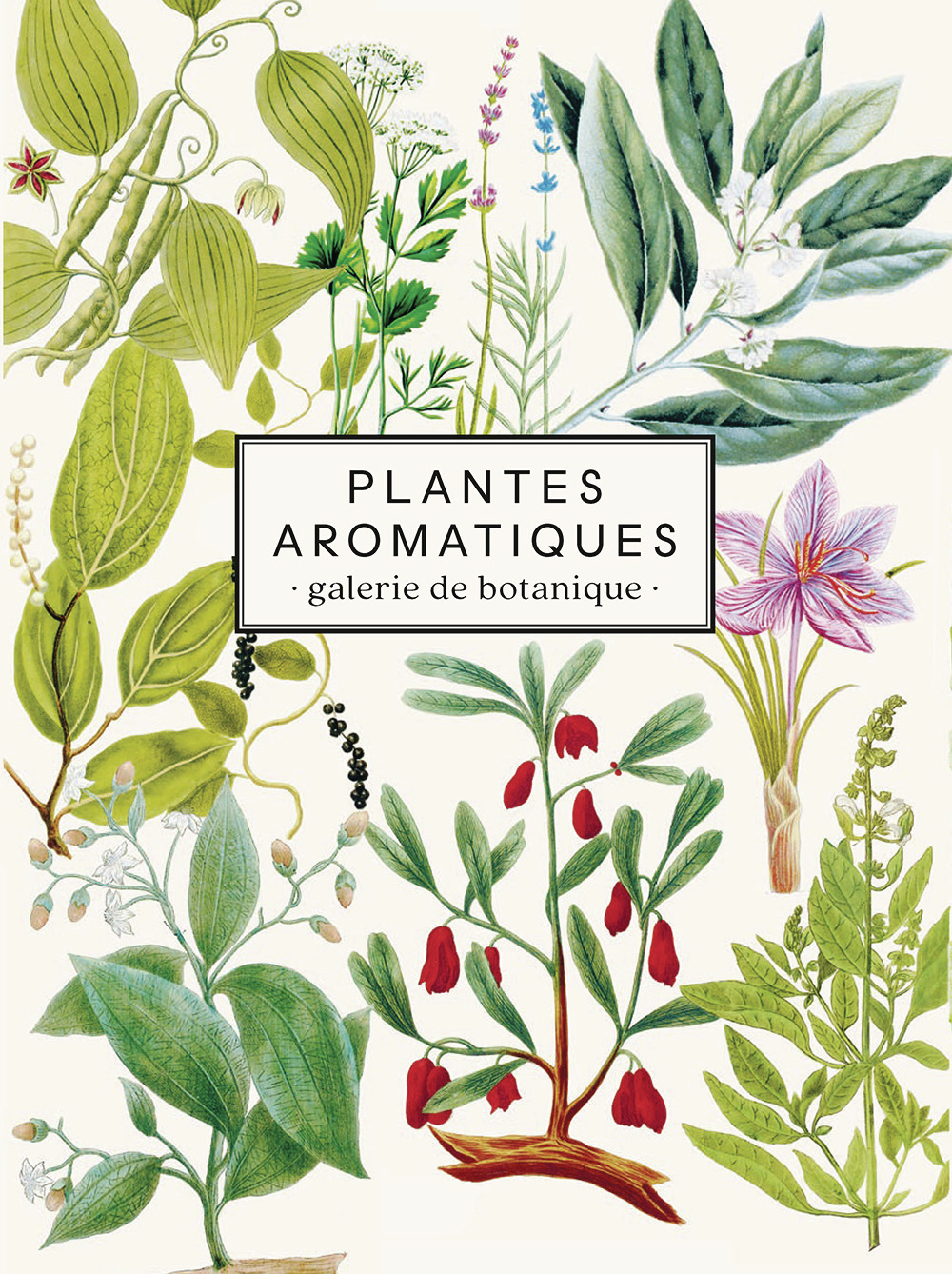 Carnet Plantes aromatiques