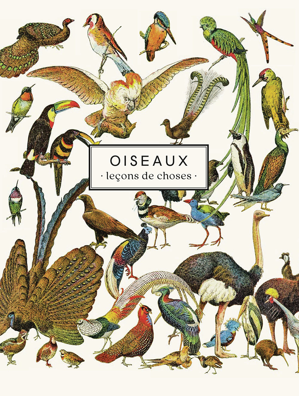 Carnet Oiseaux