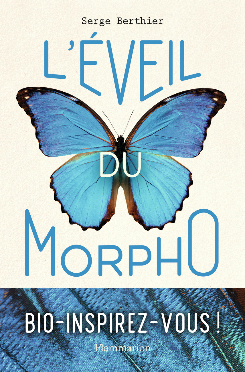 L´EVEIL DU MORPHO