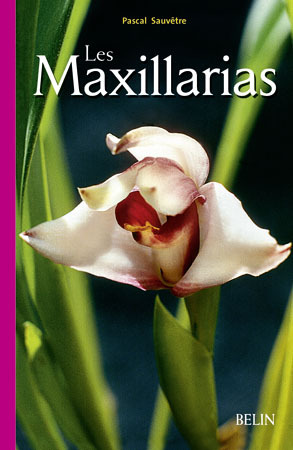 MAXILLARIAS
