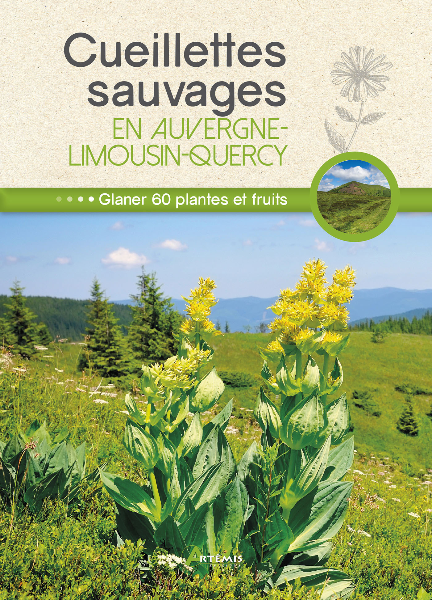 Cueillettes sauvages en Auvergne-Limousin-Quercy