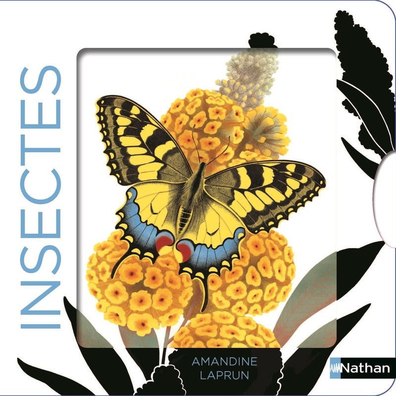 INSECTES