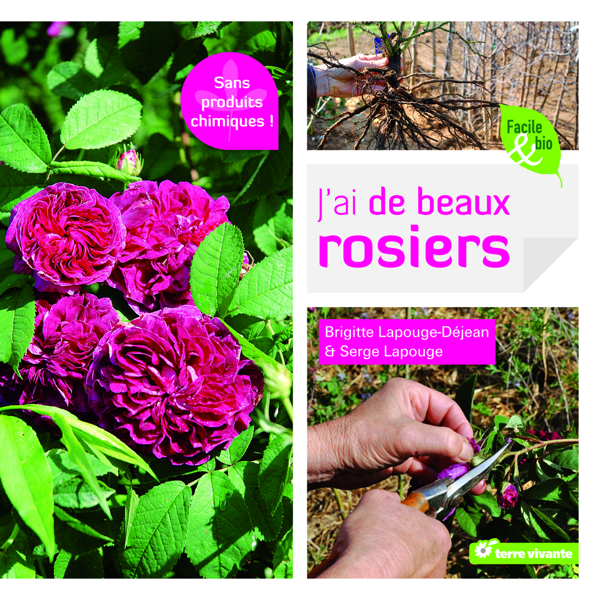 J'ai de beaux rosiers